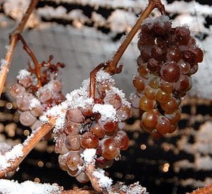 icewine1a.jpg