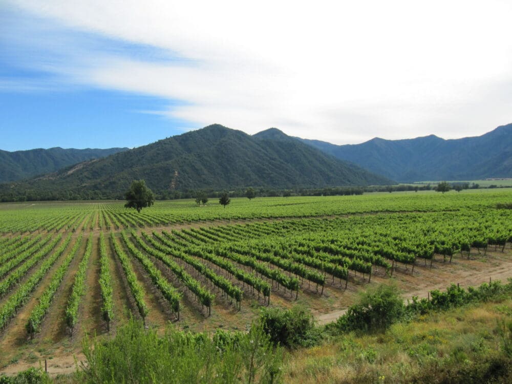 chileanvineyard