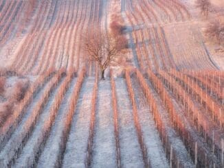 Bordeaux 2017 frost