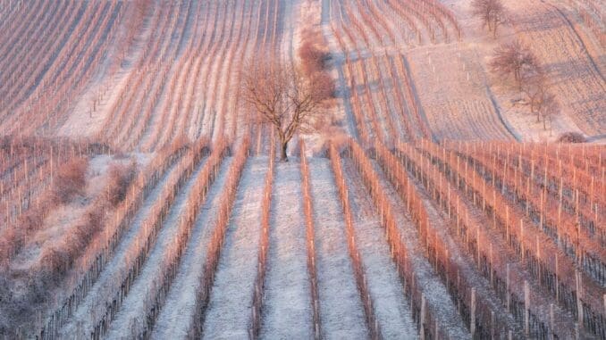 Bordeaux 2017 frost Bordeaux 2017 frost